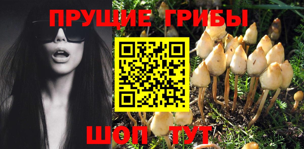 Псилоцибиновые грибы Psilocybine cubensis  Вход с VPN  Стрежевой 